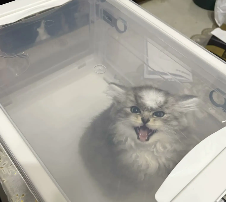 小猫做雾化不老实，便被主人强制执行，于是…在雾气里发现了少量的猫咪！（组图） - 9