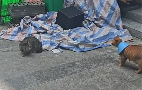 小猫做雾化不老实，便被主人强制执行，于是…在雾气里发现了少量的猫咪！（组图） - 18