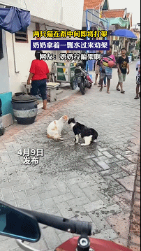 小猫做雾化不老实，便被主人强制执行，于是…在雾气里发现了少量的猫咪！（组图） - 19