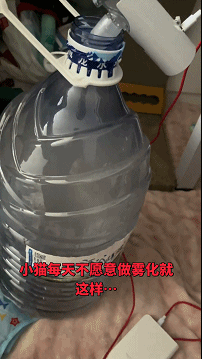 小猫做雾化不老实，便被主人强制执行，于是…在雾气里发现了少量的猫咪！（组图） - 2
