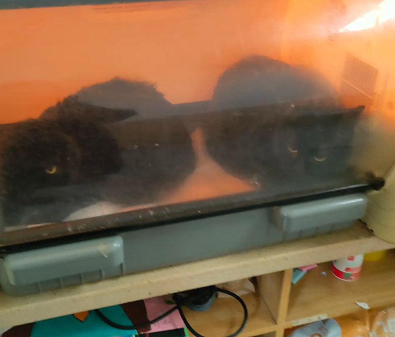 小猫做雾化不老实，便被主人强制执行，于是…在雾气里发现了少量的猫咪！（组图） - 6