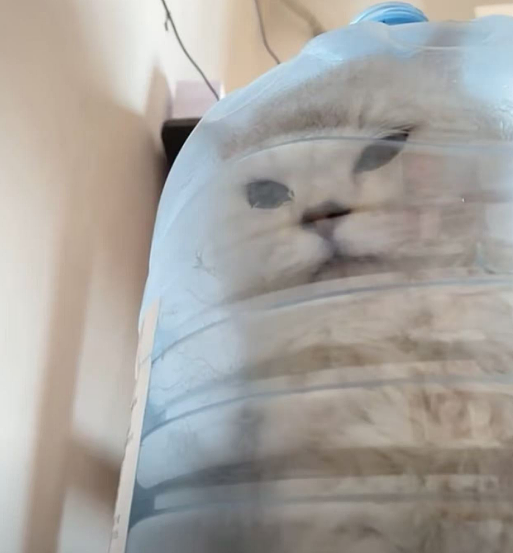小猫做雾化不老实，便被主人强制执行，于是…在雾气里发现了少量的猫咪！（组图） - 12