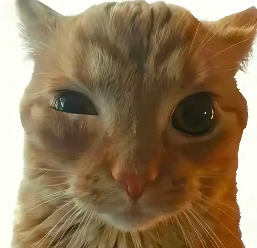 小猫做雾化不老实，便被主人强制执行，于是…在雾气里发现了少量的猫咪！（组图） - 3