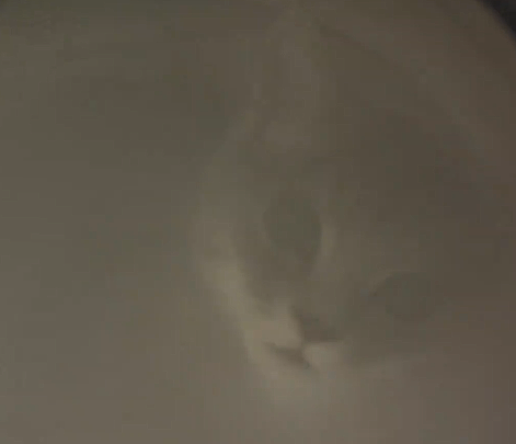 小猫做雾化不老实，便被主人强制执行，于是…在雾气里发现了少量的猫咪！（组图） - 4
