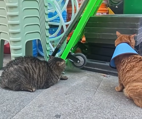 小猫做雾化不老实，便被主人强制执行，于是…在雾气里发现了少量的猫咪！（组图） - 23