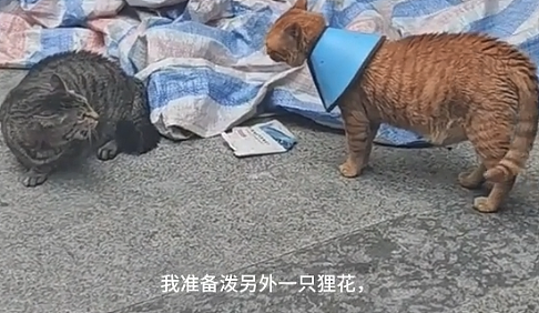 小猫做雾化不老实，便被主人强制执行，于是…在雾气里发现了少量的猫咪！（组图） - 21