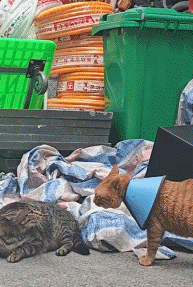 小猫做雾化不老实，便被主人强制执行，于是…在雾气里发现了少量的猫咪！（组图） - 22