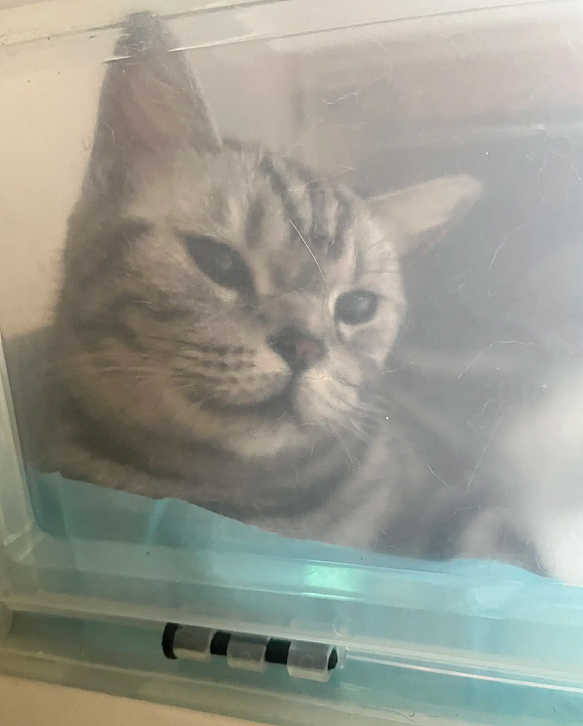小猫做雾化不老实，便被主人强制执行，于是…在雾气里发现了少量的猫咪！（组图） - 10
