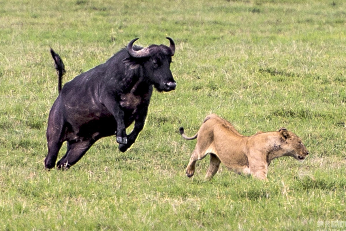 非 洲 饥 饿 母 狮 捕 食 不 成 反 被 水 牛 群 倒 追 狂 奔 