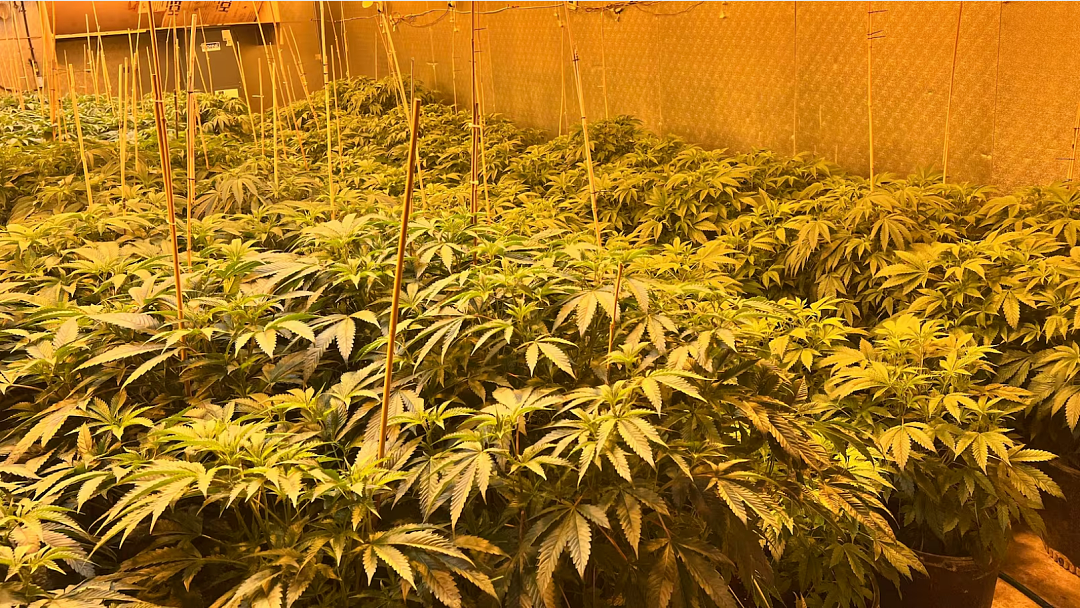 涉种植1.5万株大麻！6名中国公民在美国获刑，刑满后将全部遣返 - 2
