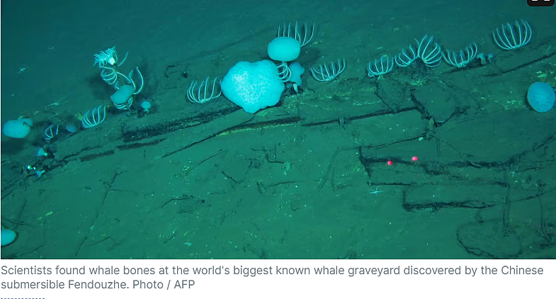 中国科学家在印度洋深海发现巨大鲸鱼墓地!最深达7000米并跨越数百万年时间尺度(组图) - 3