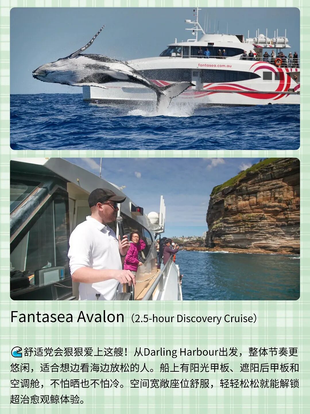 悉尼观鲸千万别盲订!!不同船体验差太多了… - 4