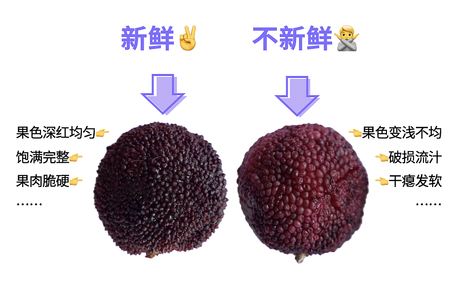 人人喊打的“泡药杨梅”，被自己人坑惨了（组图） - 23