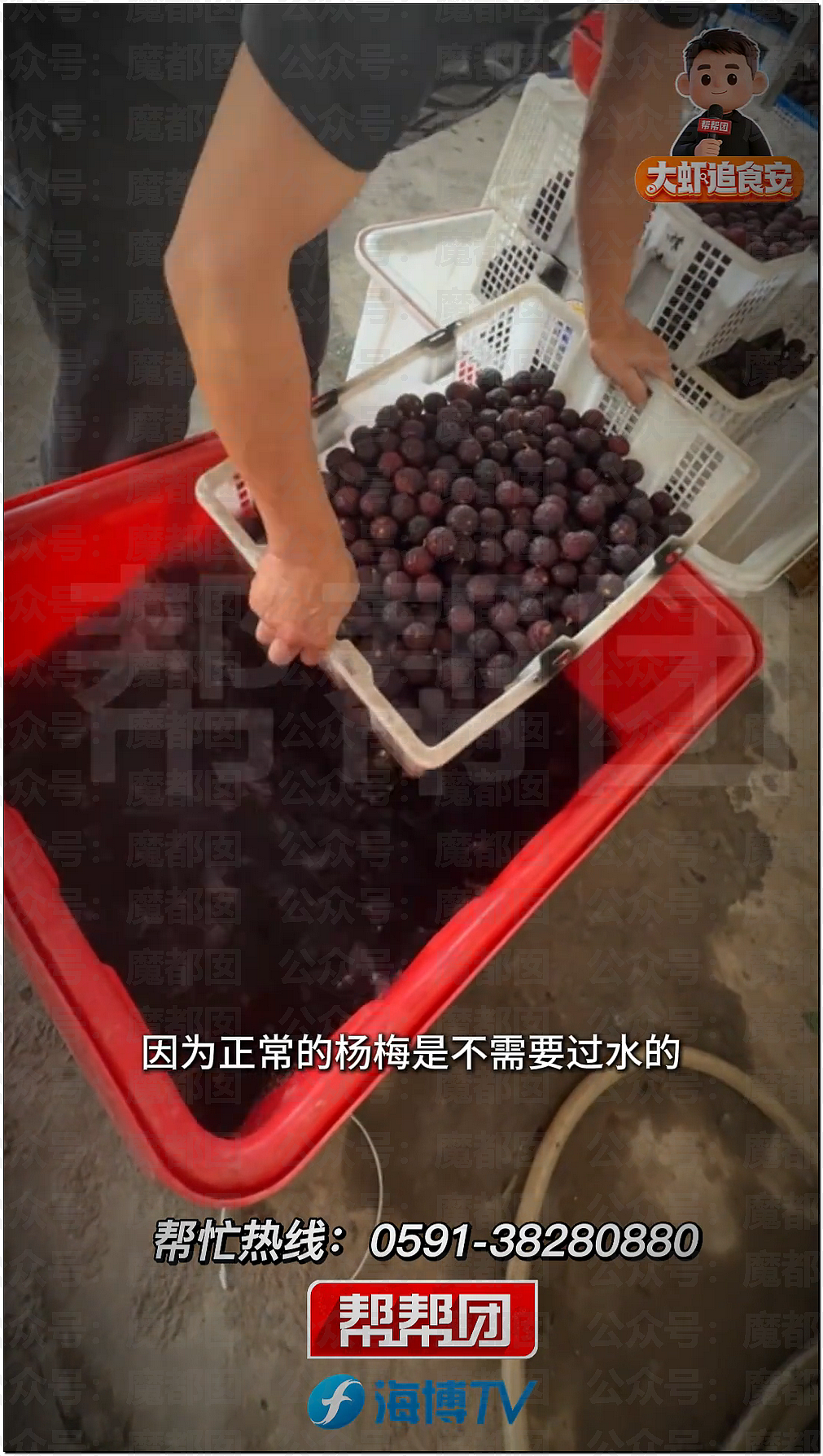 气到发抖！我们吃了那么多年杨梅竟都浸泡防腐剂和化学糖精（组图） - 33