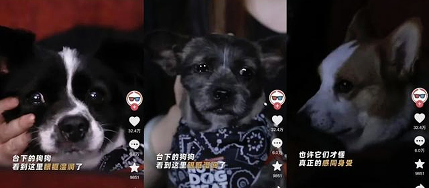 逼观众“走个面儿”的韩红们,砸了自己的饭碗 - 20