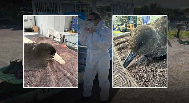 【留澳指南】澳大利亚首例本土野生鸟类感染禽流感,环保组织呼吁加大投入!(图) - 1