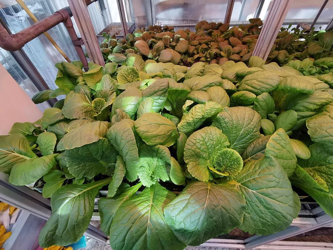 中国在南极种菜,老外馋哭了(组图) - 3