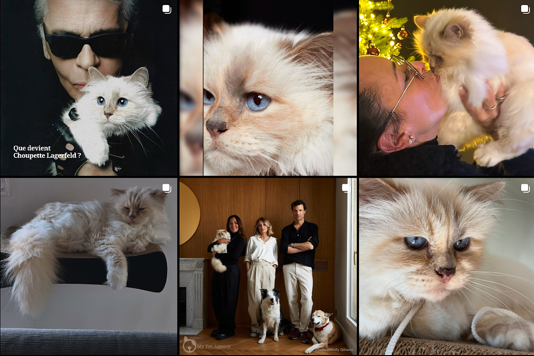 世界首富猫为何破产?老佛爷给它留了150万刀遗产,如今蜗居公寓落差太大!(组图) - 16