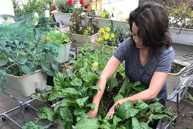 澳洲种菜不用大后院!这些菜,室内就能种! - 3