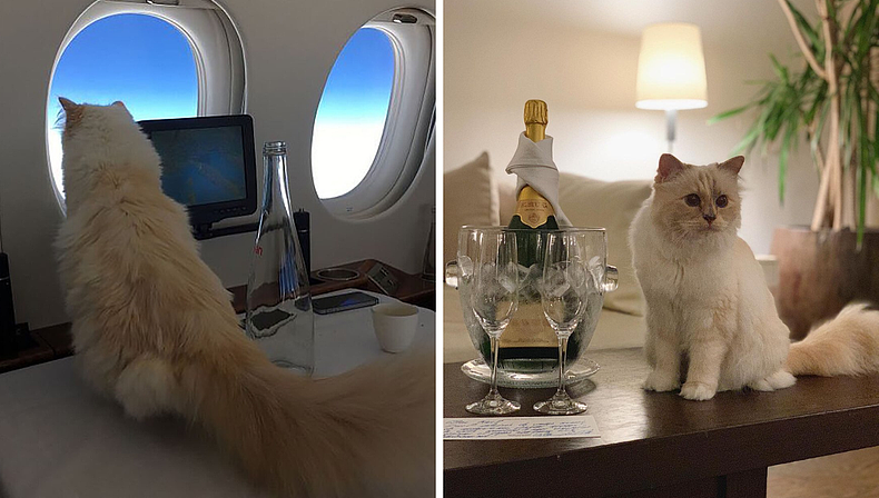 世界首富猫为何破产?老佛爷给它留了150万刀遗产,如今蜗居公寓落差太大!(组图) - 3