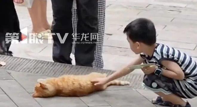 重庆街头出现离谱一幕：一群人围着给流浪猫扇风……网友：川渝猫已经活明白了！ - 4