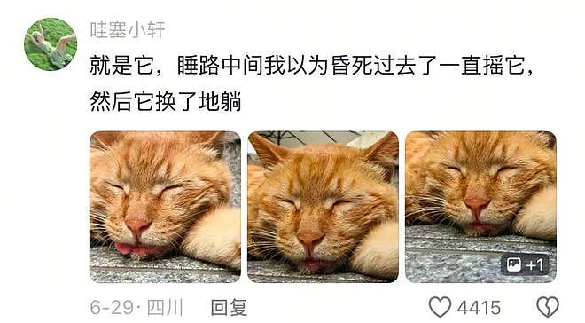 重庆街头出现离谱一幕：一群人围着给流浪猫扇风……网友：川渝猫已经活明白了！ - 6