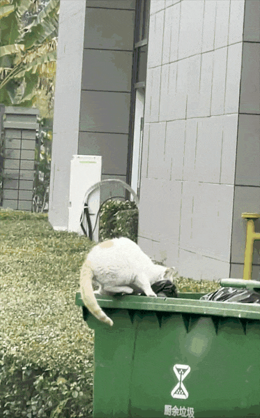 狸花猫离家出走十几天后回家疯狂炫饭，边吃边喵喵叫：我在外面过的到底是什么日子啊！ - 10