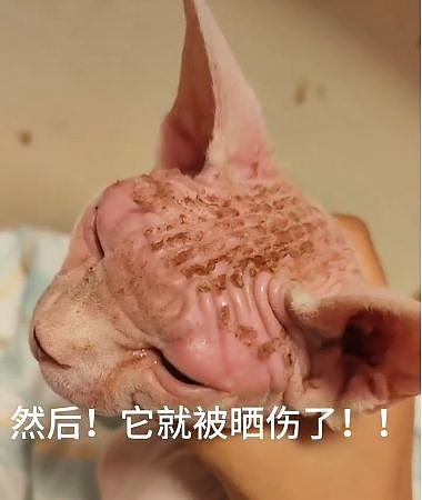 小姐姐旅游半个月回家，发现家里的无毛猫脑门长出斑马线了 - 6
