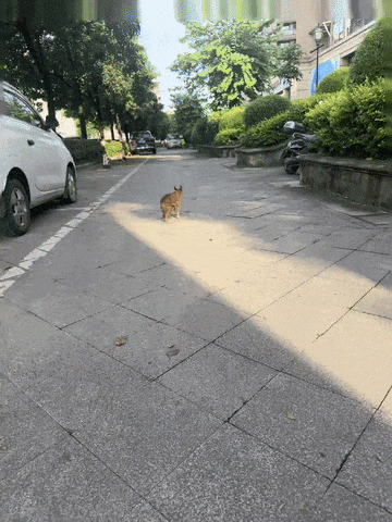 9岁流浪狗肚子长巨瘤惨遭主人遗弃，陌生网友几分钟把群捐满员…这才是互联网的意义吧！ - 1
