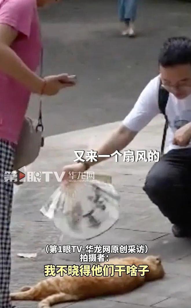 重庆街头出现离谱一幕：一群人围着给流浪猫扇风……网友：川渝猫已经活明白了！ - 2