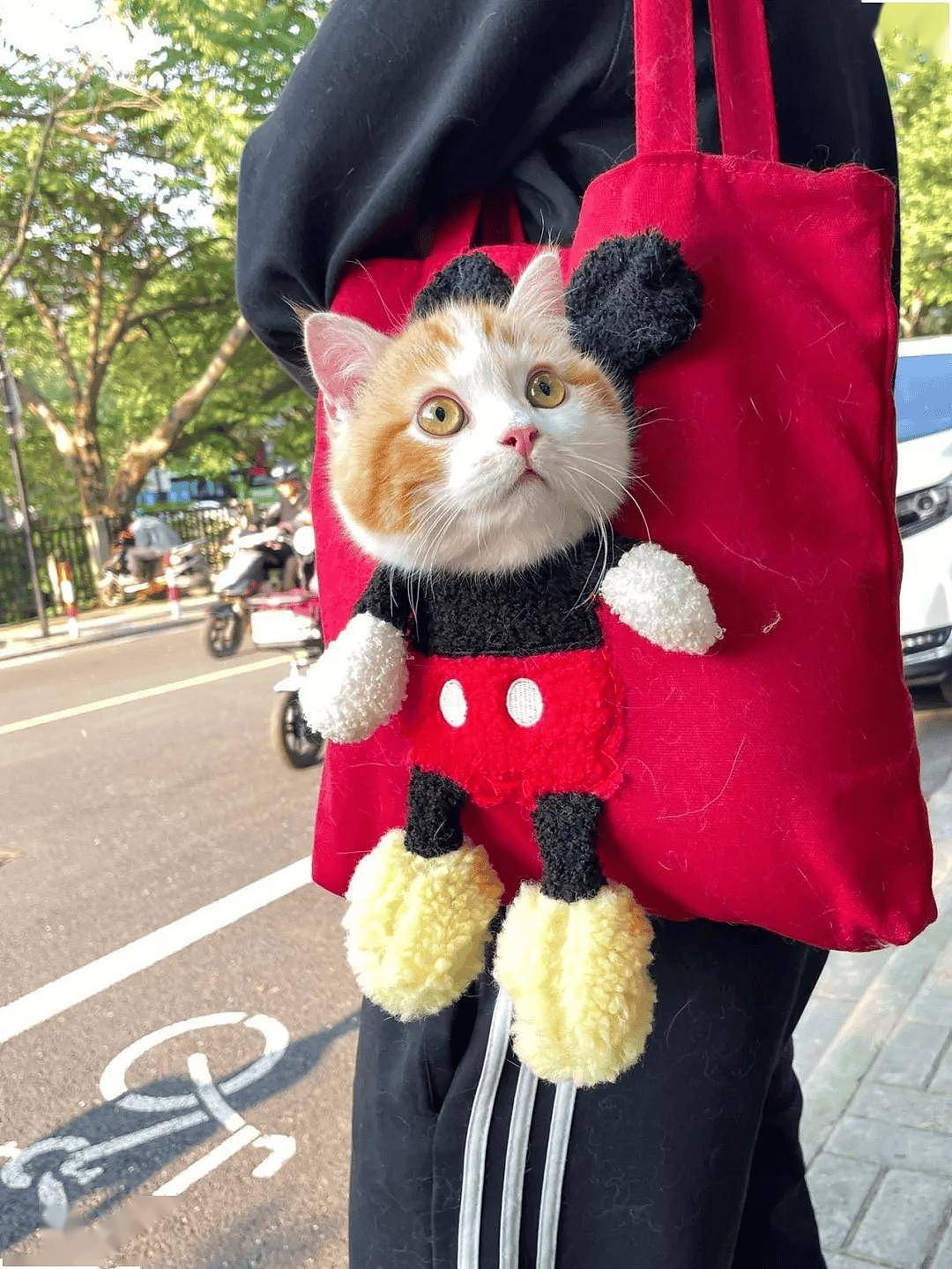 女孩大街被围堵竟因一款猫咪包，吃瓜群众：那些大牌在它面前都是弟弟！！ - 1