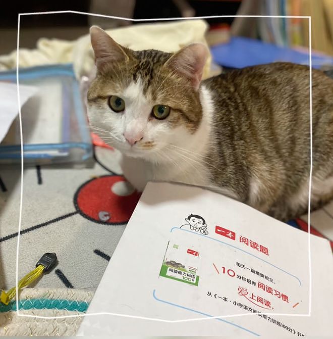 狸花猫离家出走十几天后回家疯狂炫饭，边吃边喵喵叫：我在外面过的到底是什么日子啊！ - 8