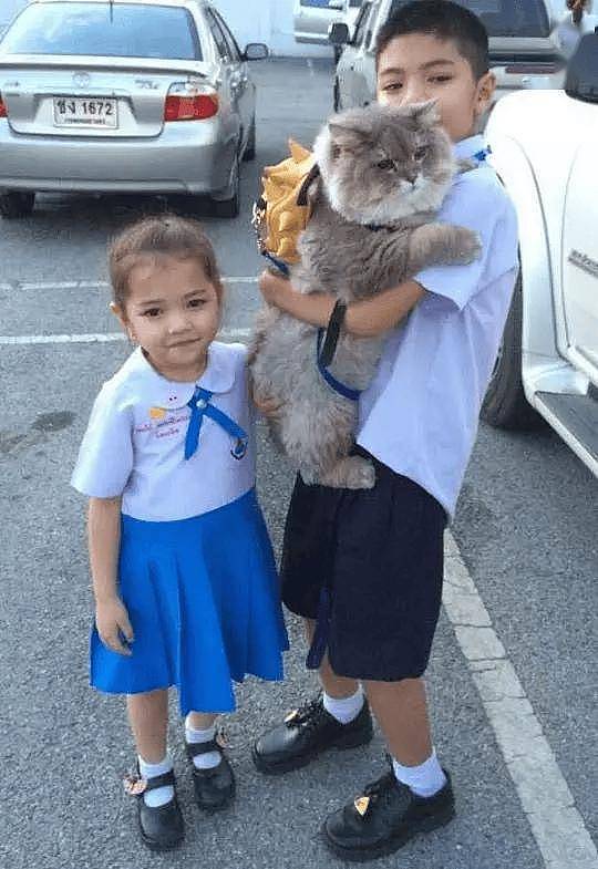 100斤的胖猫比煤气罐大引人纷纷围观拍照,美女惊呼:看到它的八块腹肌了!! - 12