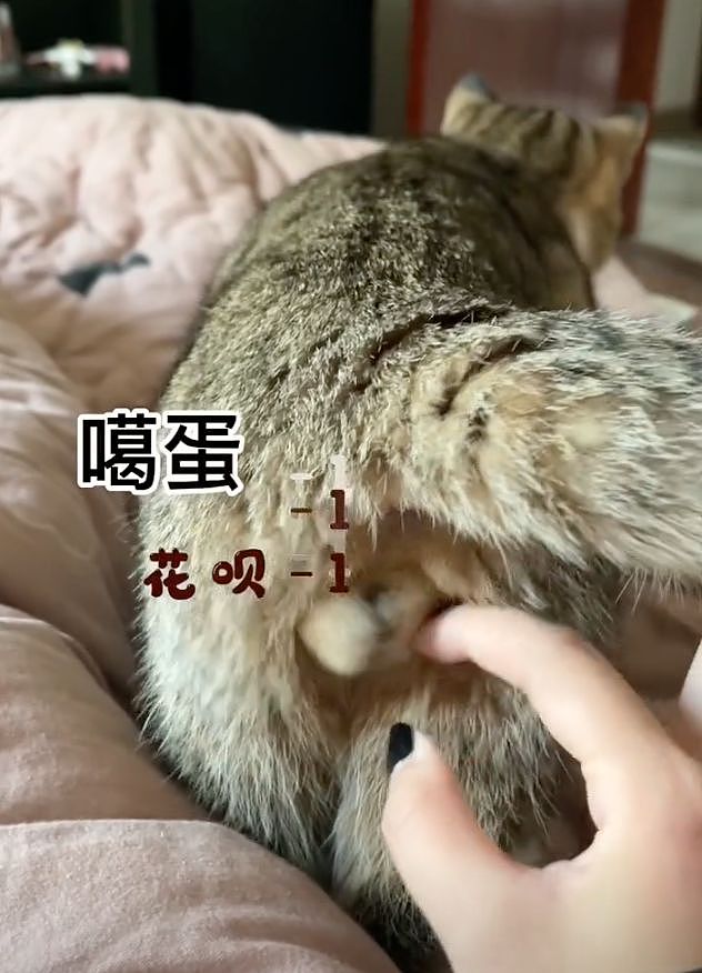学姐毕业走了，流浪猫蹲在宿舍门口等了一整天，低着头不肯离开……喵：人，毕业了也不跟学长说一声 - 15