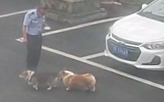 男子急匆匆跑进派出所报案“柯基被偷了”，民警一看狗狗就在派出所门口……网友：但凡小狗腿再长点都追上你了！ - 6