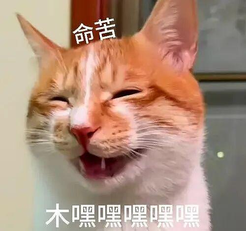 宝宝8个月进入认母期，结果把家里的猫认成了妈妈，建国的表情笑疯全网！ - 4