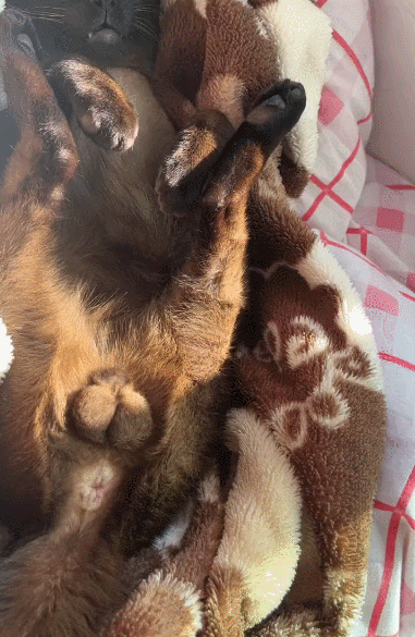 猫和老公一起看电视时同步回头，主人瞬间发现了真相：原来它们真的会偷偷拜师学艺… - 15