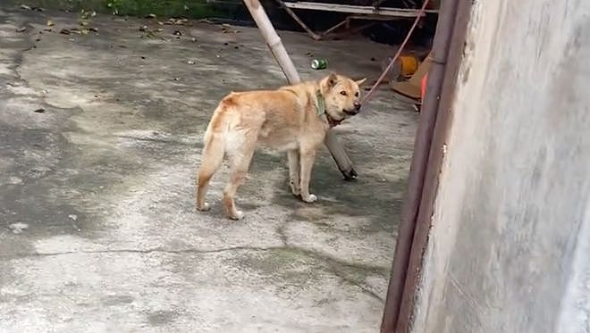 一家人搬家却没告诉狗子，它以为自己要被抛弃了一脸沮丧：小狗要没有家了…… - 2