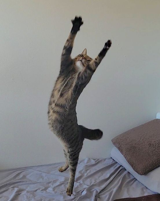 领导想养猫，网友给他看了几张自己养的狸花猫……领导看完沉默了：不养猫也挺好的 ！ - 2