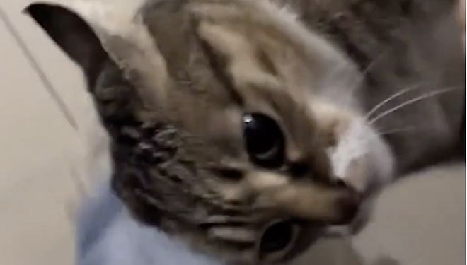 狸花猫离家出走十几天后回家疯狂炫饭，边吃边喵喵叫：我在外面过的到底是什么日子啊！ - 2