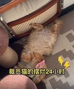 被裁员后别人收拾工位，她直接把大橘同事抱走了……这赔偿可还行？ - 10
