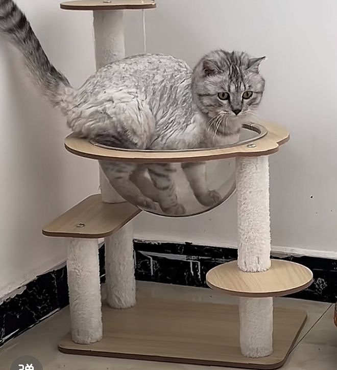 花钱给猫买猫爬架，客服说包稳的……结果猫站上去抖成筛子：这是地震体验馆? - 3