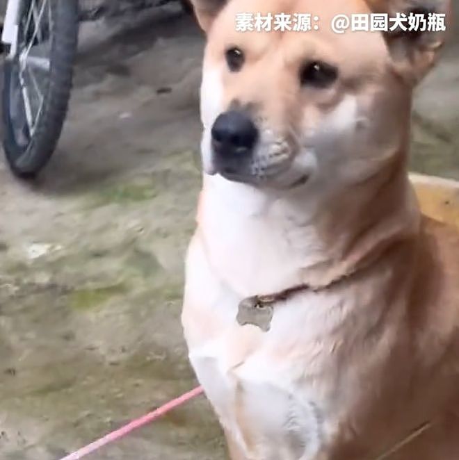 暑假最期待开学的狗出现了……狗子：什么时候才开学啊？ - 8