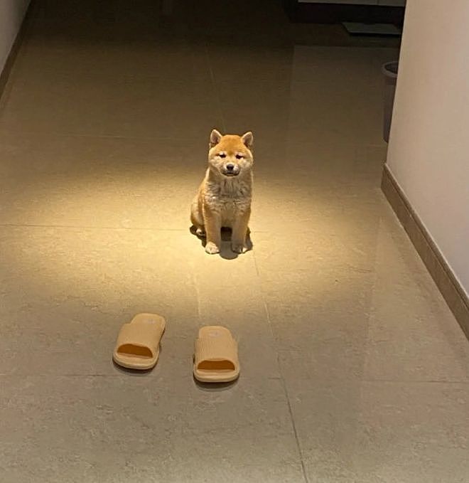 柴犬小时候长得超级可爱，但长大后……差点没笑死，你真没换了只狗？ - 5