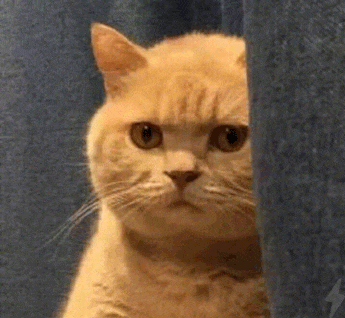 猫和老公一起看电视时同步回头，主人瞬间发现了真相：原来它们真的会偷偷拜师学艺… - 3
