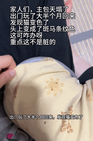 小姐姐旅游半个月回家，发现家里的无毛猫脑门长出斑马线了 - 2