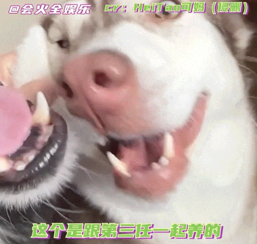 妹子处三任对象，分手后留下5只狗…网友惊呆了：去父留子算是让你玩明白了！ - 5