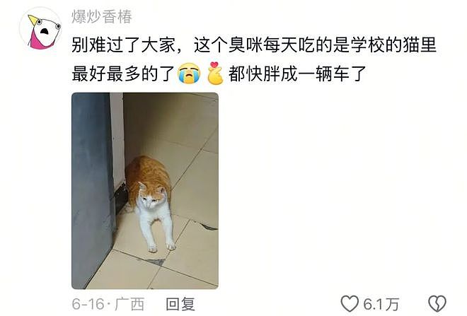 学姐毕业走了，流浪猫蹲在宿舍门口等了一整天，低着头不肯离开……喵：人，毕业了也不跟学长说一声 - 5