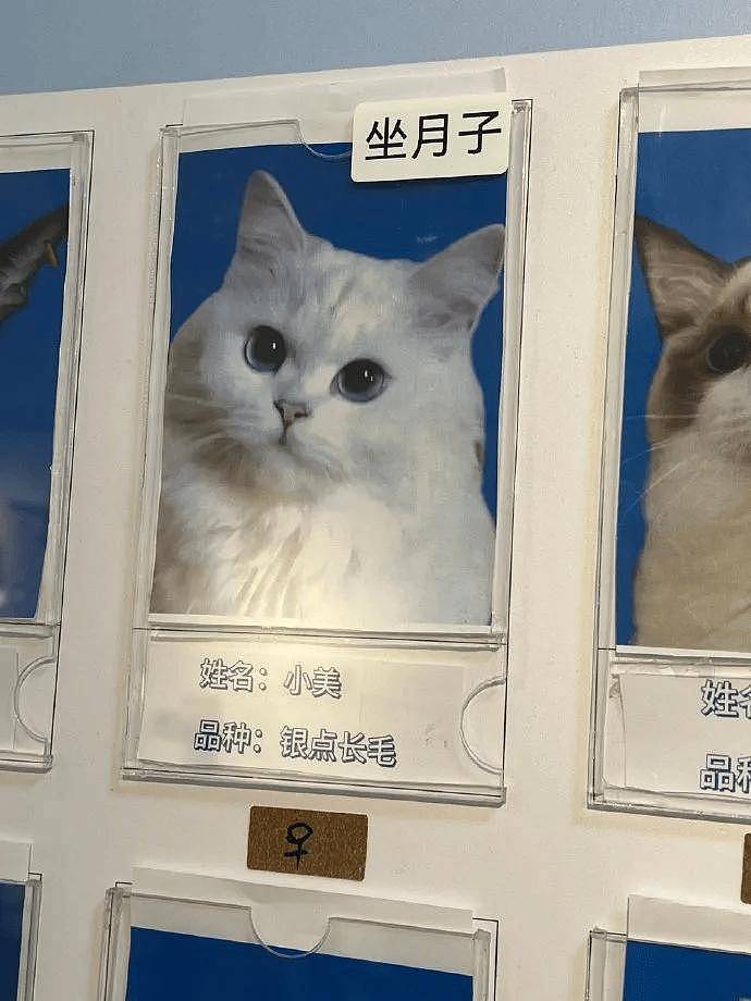公示栏简直没谁了,卧龙凤雏都不敢这样贴猫,网友:这是要笑死! - 4