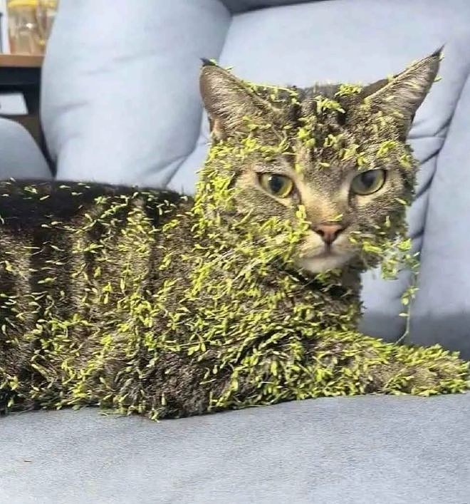 猫咪踏青回来后变成了“草精”，我一看……密集恐惧症都犯了！ - 4